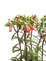 Kalanchoe Lucky Bells