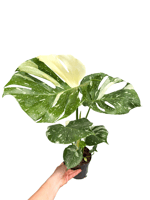 Monstera 'Thai Constellation' Variegata