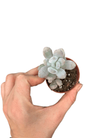 Moonstone Aytaşı Sukulent