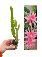Pembe Çiçekli Atlas (Epiphyllum)