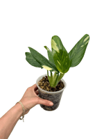 Philodendron Cobra (Monstera Standleyana)