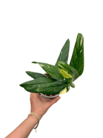 Philodendron Cobra (Monstera Standleyana)