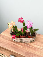 Sarı Çiçekli Yılbaşı Çiçeği Kaktüsü (Schlumbergera)