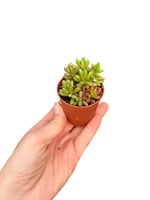 Sedum Rubrotinctum