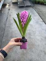 Sümbül Soğanı Pembe