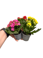 3lü Mini Kalanşo Set Karışık Renkli