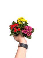 3lü Mini Kalanşo Set Karışık Renkli