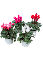 4 Farklı Renk Cyclamen Seti - Sıklamen Çiçeği