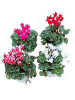 4 Farklı Renk Cyclamen Seti - Sıklamen Çiçeği