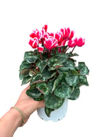 4 Farklı Renk Cyclamen Seti - Sıklamen Çiçeği