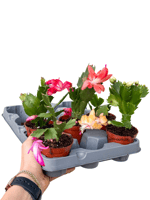 5li Yılbaşı Çiçeği Seti (Schlumbergera)