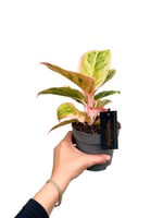 Aglaonema 'Salmon Fantasy'