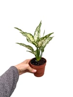 Aglaonema 'White Kiwi'