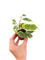 Alacalı Ficus Benjamin