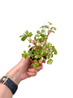 Alacalı Mini Yapraklı Oxalis 'Nordlys'