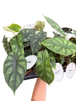 Alocasia 'Dragon Scale'