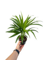 Areka Palmiyesi Mini