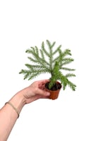 Arokarya Salon Çamı Mini