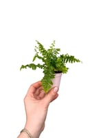 Aşk Merdiveni Mini - Nephrolepis