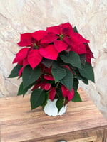 Atatürk Çiçeği Poinsettia Kırmızı