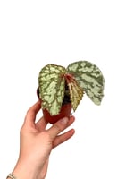 Begonia Lucifer