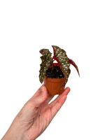 Begonia Maculata Black Forest