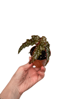 Begonia Maculata Black Forest