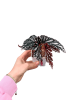 Begonia Maculata Spotlight Dark