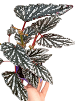 Begonia Maculata Spotlight Dark