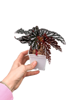 Begonia Maculata Spotlight Dark
