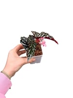 Begonia Maculata Spotlight Dark