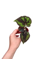 Begonia Masoniana 'Boulder' Mini