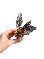 Begonia Spotlight Dark Fide