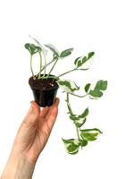 Beyaz Alacalı Pothos Njoy Sarmaşığı - Epipremnum Aureum