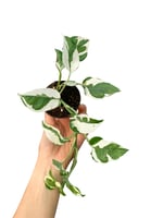 Beyaz Alacalı Pothos Njoy Sarmaşığı - Epipremnum Aureum