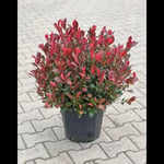 Bodur Alev Fidanı 40-50 CM