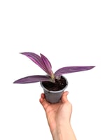 Büyük Yapraklı Pembe Telgraf - Tradescantia Pallida 'Pink Stripe'