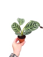 Calathea Ctenanthe Burle-Marxii Dua Çiçeği Bitkisi