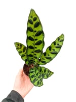 Calathea Lancifolia Dua Çiçeği