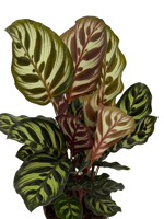 Calathea Makoyana Dua Çiçeği (30-40 CM)
