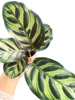 Calathea Makoyana Dua Çiçeği Bitkisi