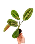 Calathea Maranta Fascinator Dua Çiçeği