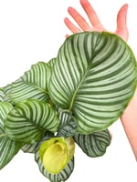 Calathea Orbifolia Dua Çiçeği 60-70 CM