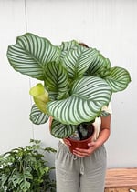 Calathea Orbifolia Dua Çiçeği 60-70 CM