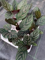 Calathea Ornata Dua Çiçeği