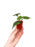 Çin Feneri - Çin Ağaç Küpelisi Mini Abutilon Megapotamicum