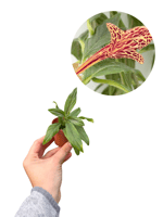 Columnea Schiedeana Leopar Desenli (Altın Balık Çiçeği)
