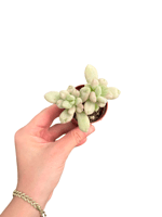 Echeveria 'Bill Gates'