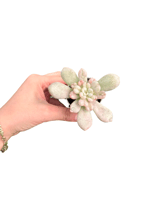 Echeveria 'Bill Gates'