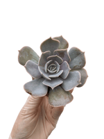 Echeveria Lilacina